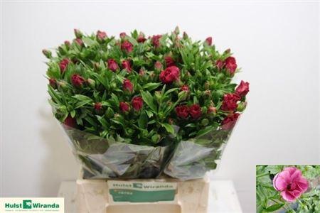 Ранункулус Мэджикал Распберри 45, шт.