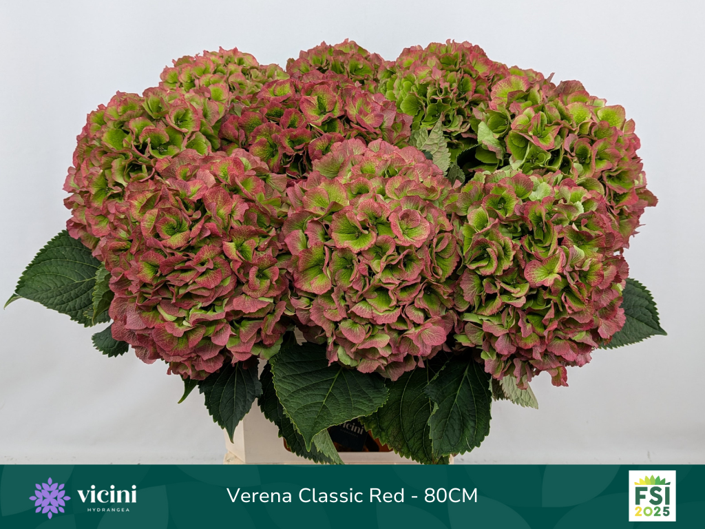Гортензия Верена Классик 80, шт.