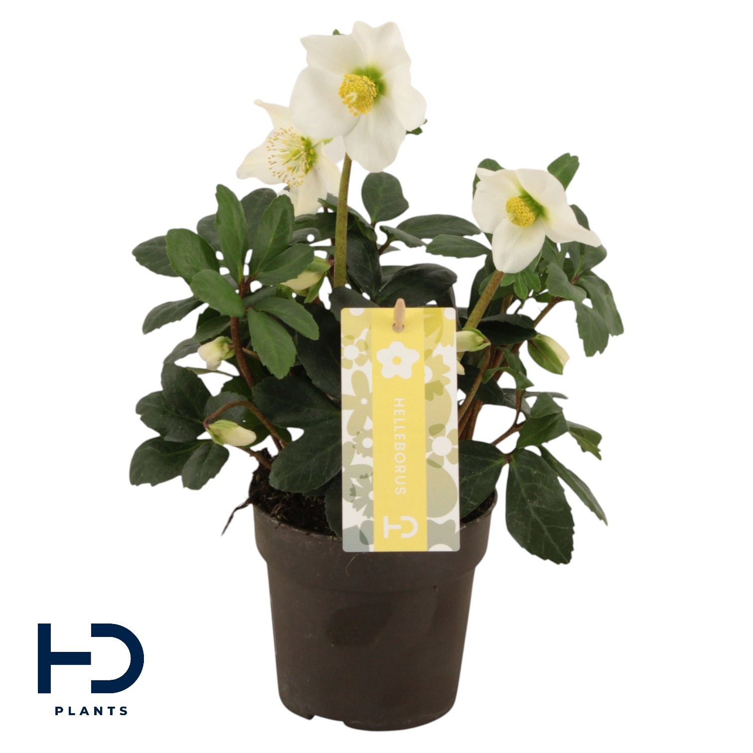 Helleborus niger 'Christmas Carol' XXL p12, D 12 cm