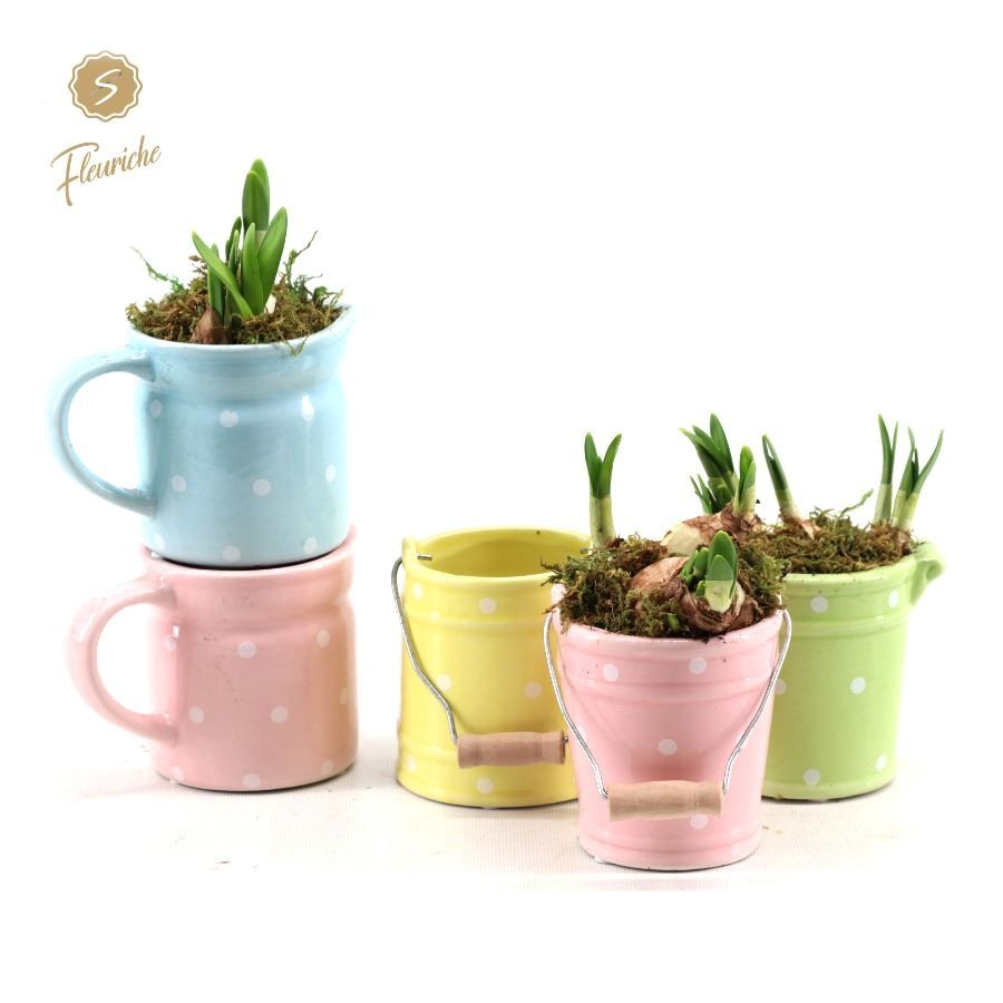 (1404) Narcissus Spring Mix, D 10 cm