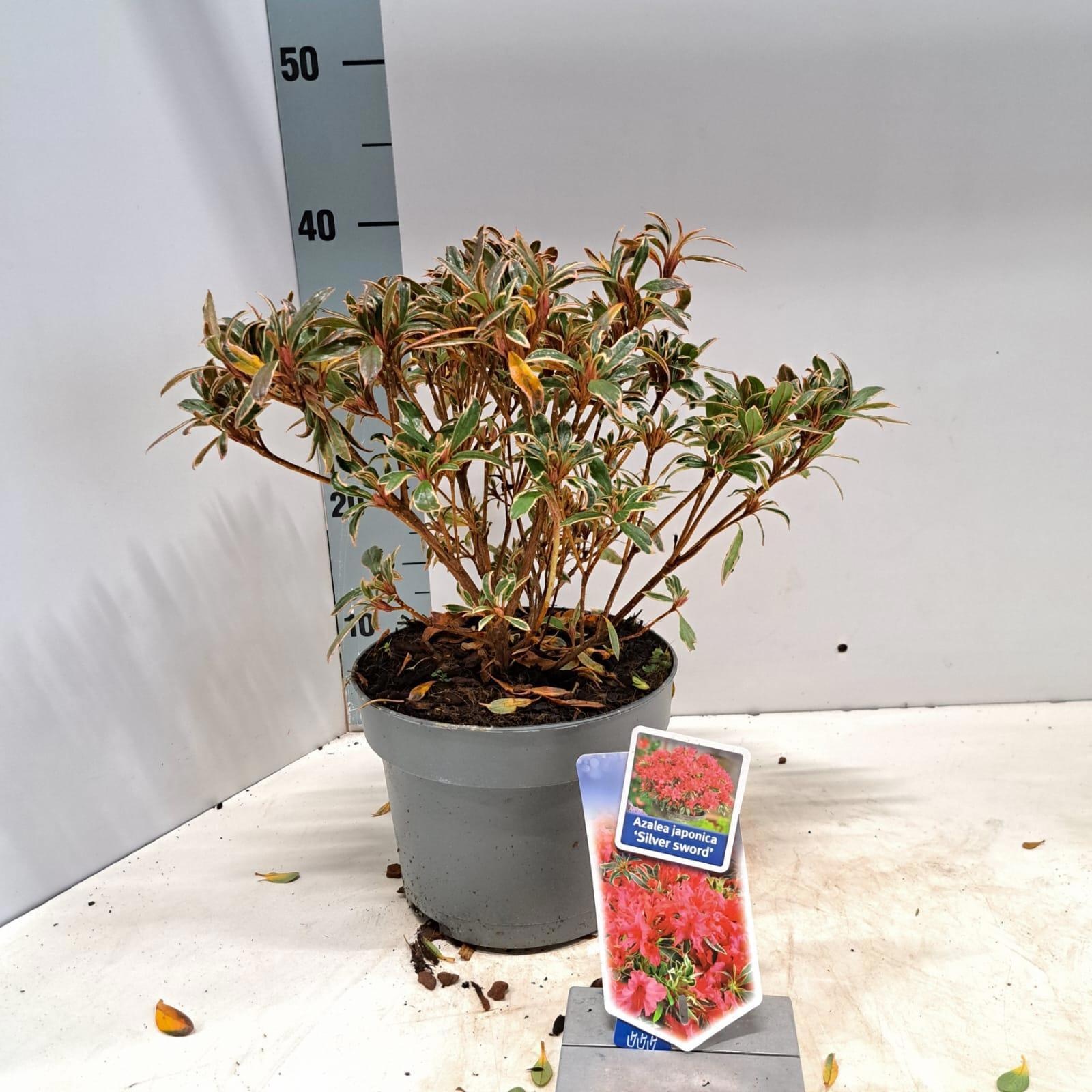 Rhododendron (AJ) 'Silver Sword', D 19