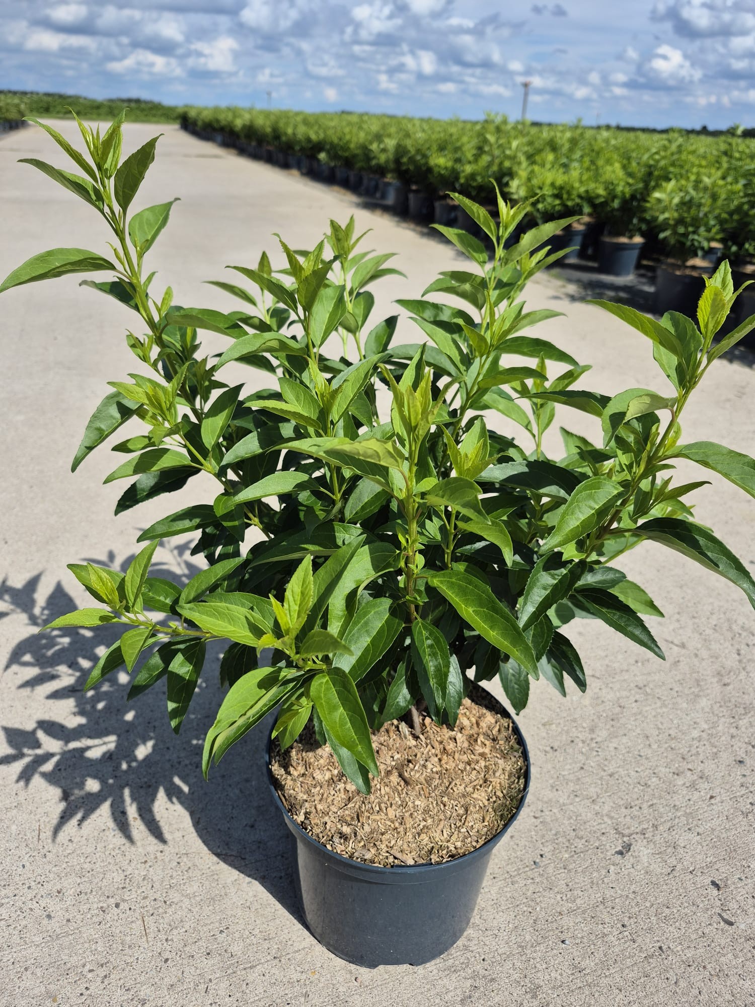 Forsythia int. 'Week End', D 23