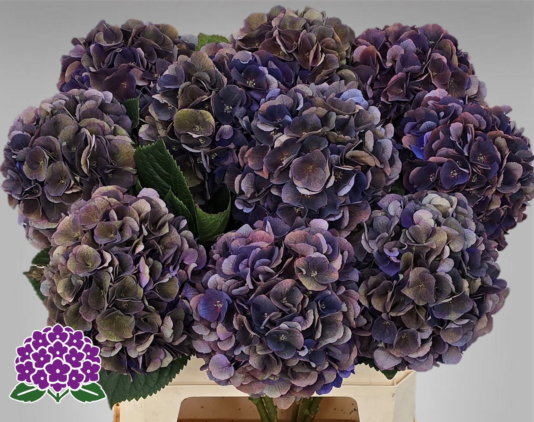 Гортензия Роял Кинг Классик 60, шт.