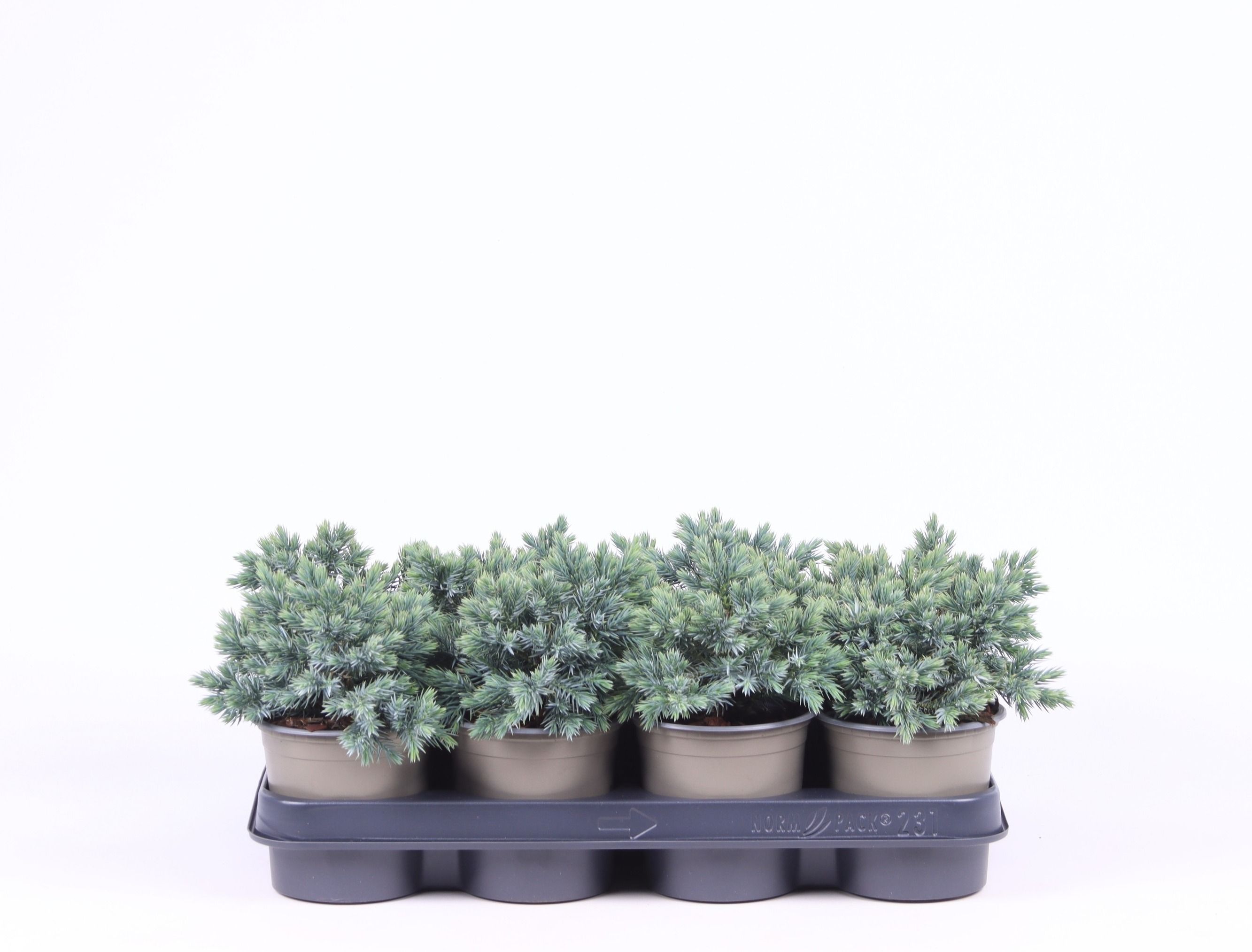 Juniperus squamata 'Blue Star', D 11 cm Juniperus squamata 'Blue Star', D 11 cm