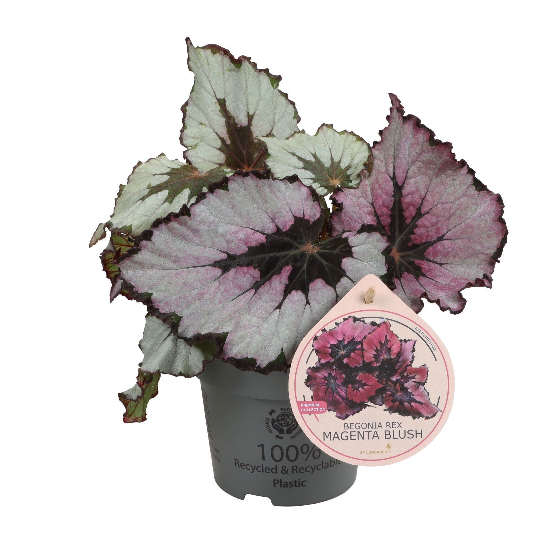 Begonia Rex Magenta Blush 12cm, D 12
