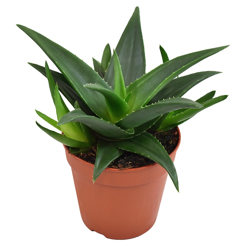 Haworthia West Jogoo, D 12