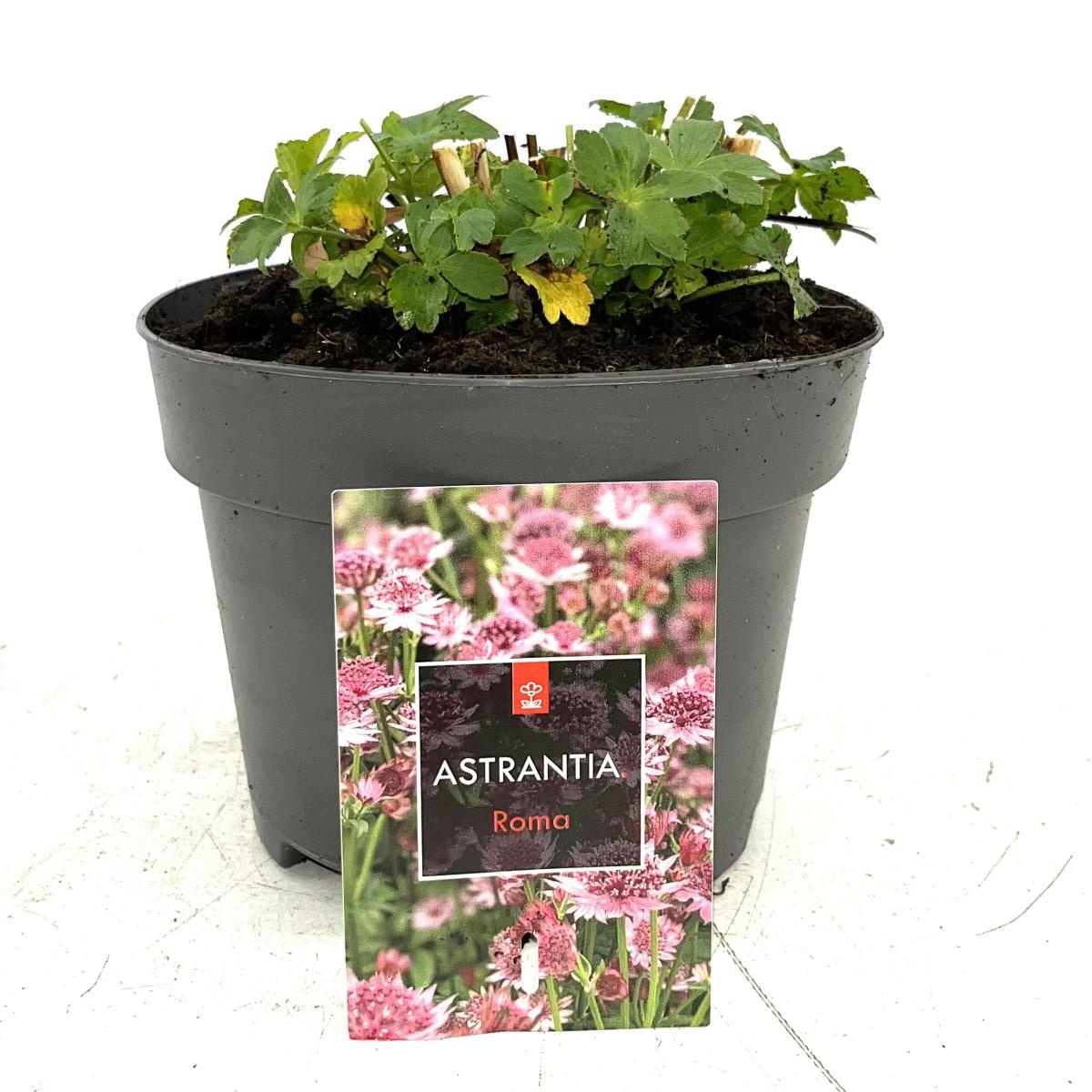 Astrantia maj. 'Roma', rose, D 17