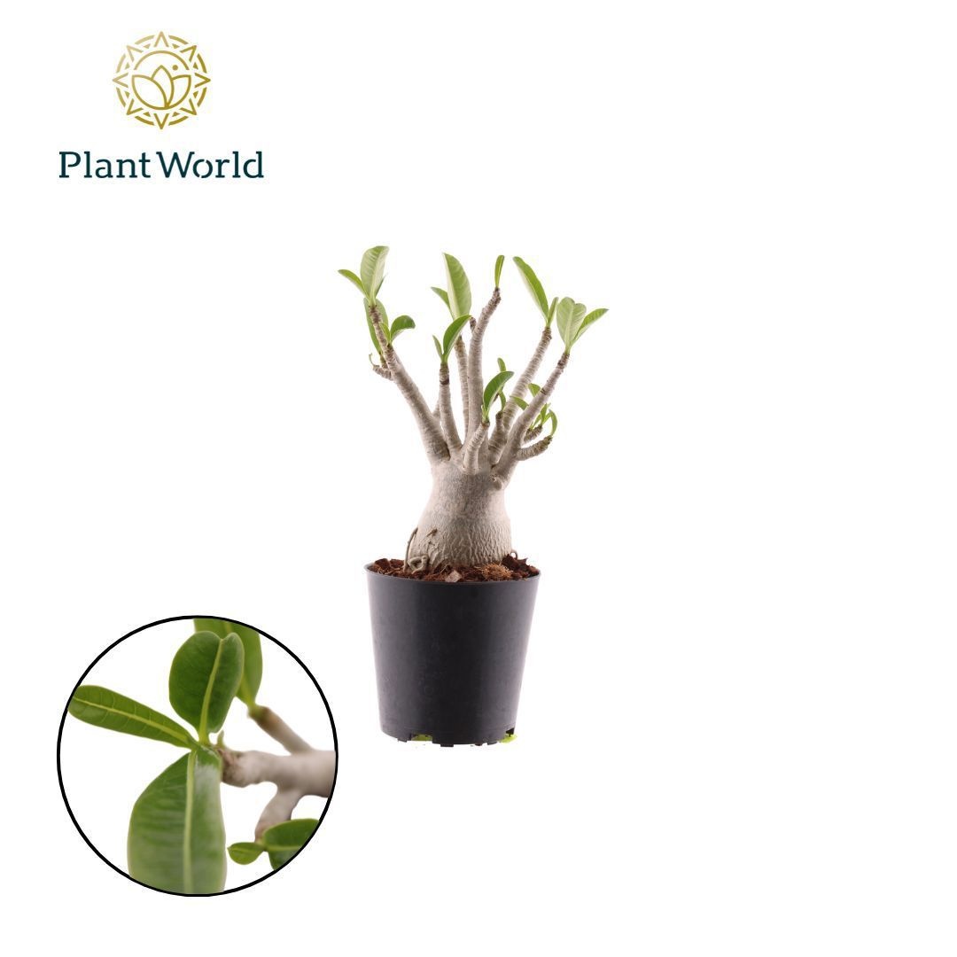 Adenium obesum, D 12 cm Adenium obesum, D 12 cm