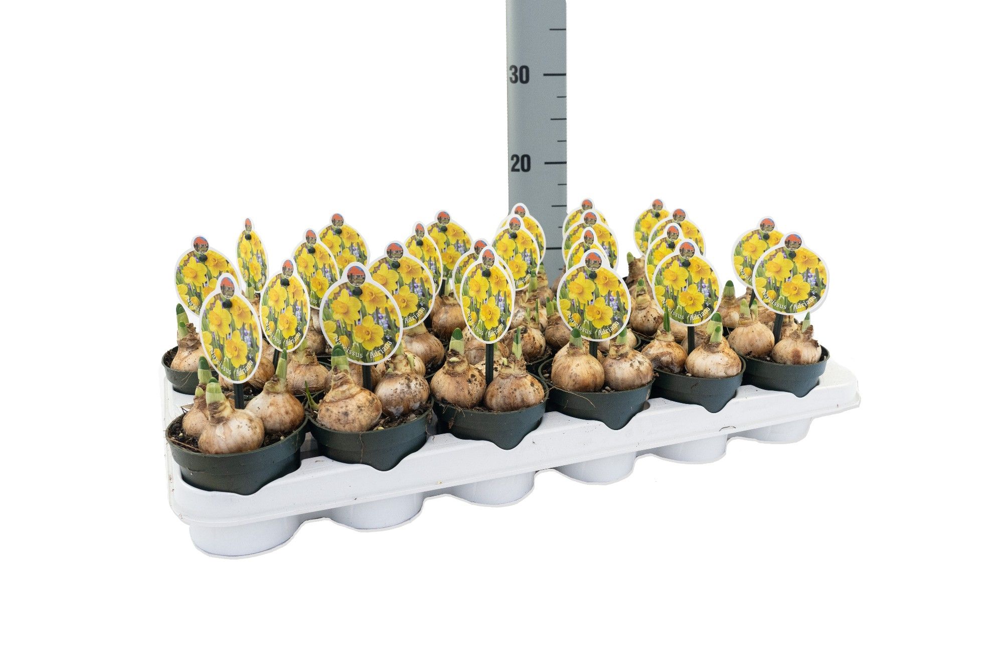 Narcissus Adriana Geertruida, D 9