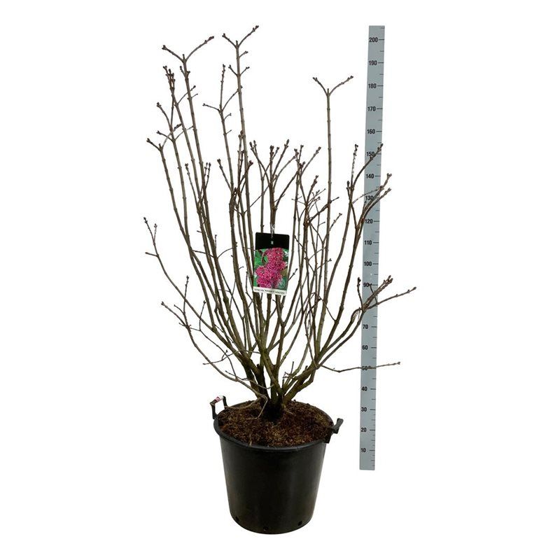 Syringa v. 'And. an Ludwig Späth', D 50 cm