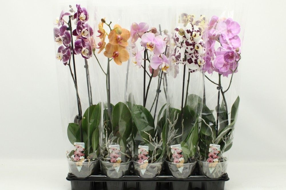 Gemengd A2 1-tak 60cm, D 12 cm