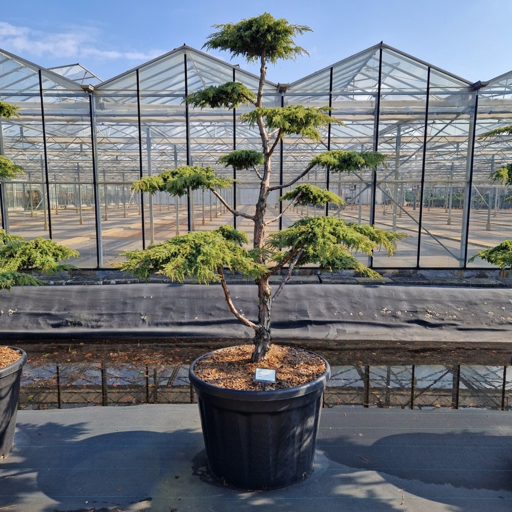 Juniperus comm. 'Green Carpet', D 78 cm
