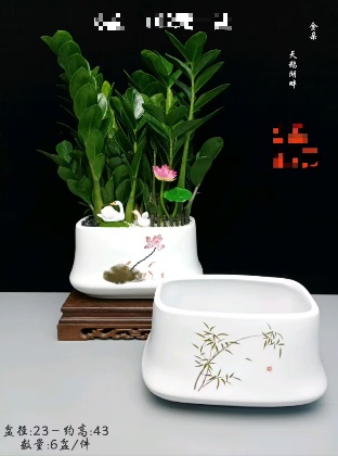 Замиокулькас Бй те Лаке оф Сванс 23方盆瓷盆 23 43