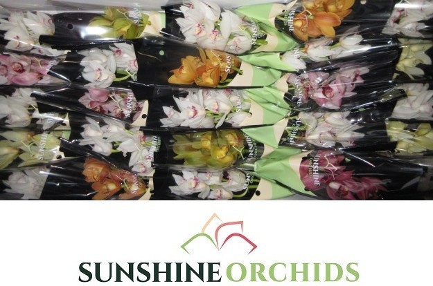 Цимбидиум мини Микс x25 30, шт.