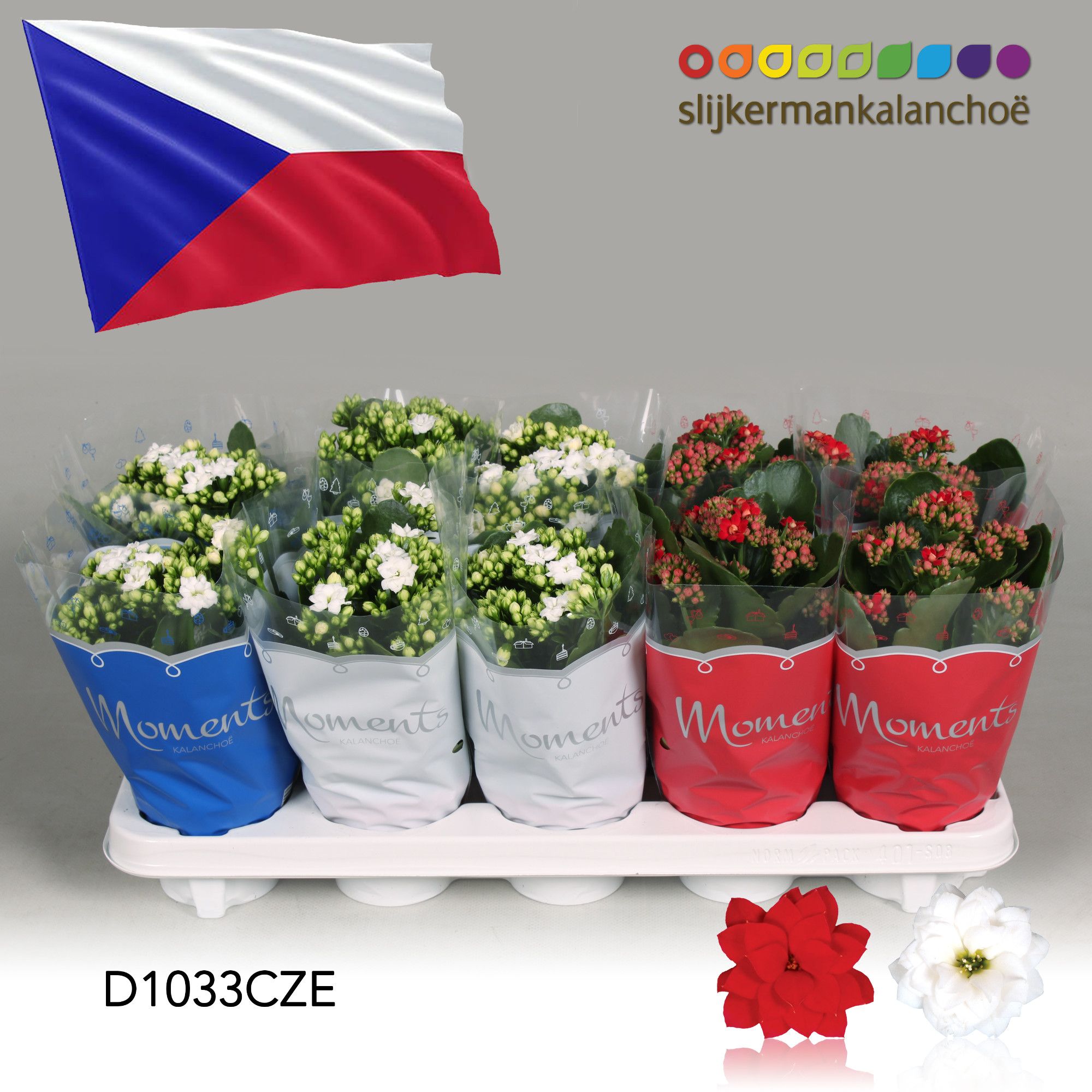 Kalanchoe Moments - Czech Republic flag, D 10,5
