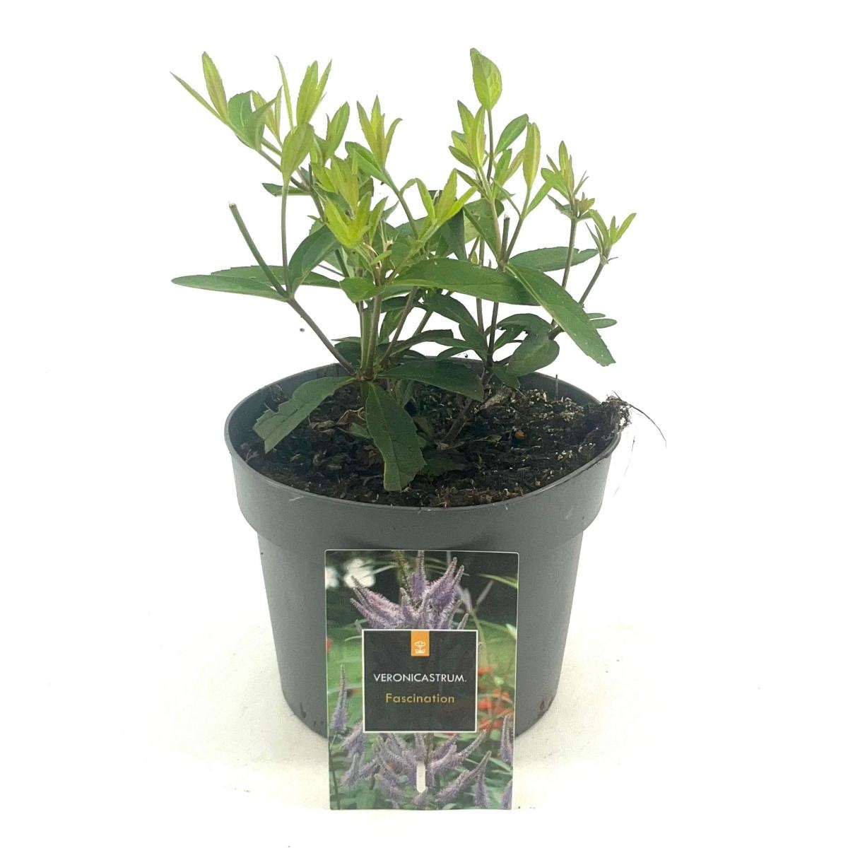 Veronicastrum virg. 'Fascination', paars, D 17 cm