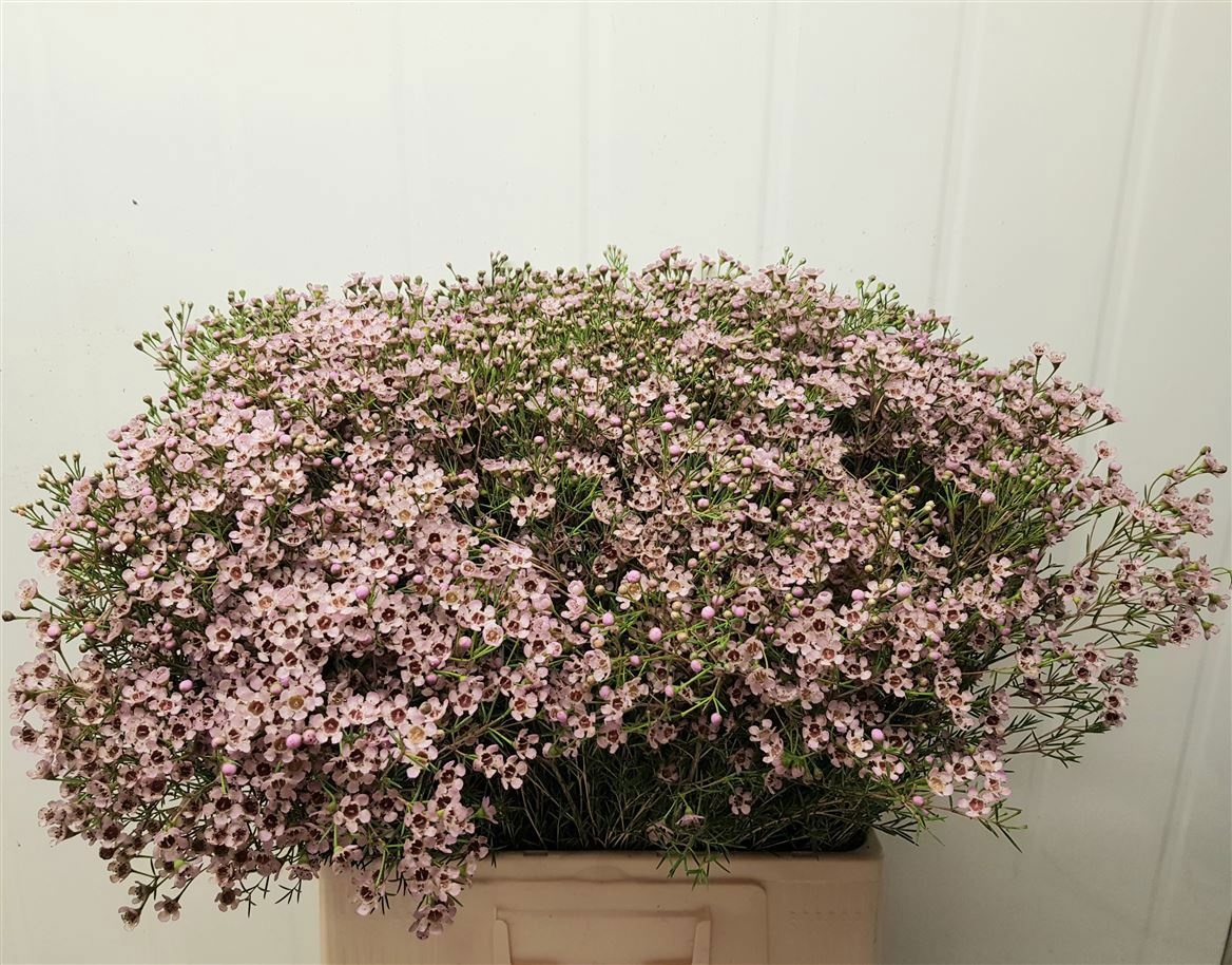 Шамелациум Юпитер Солар 70 (светло-роз.), шт.