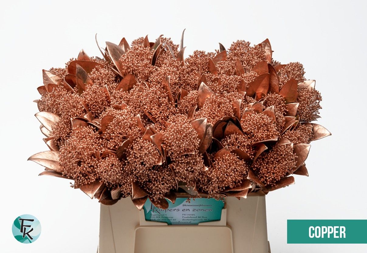 Скимия Овериг крашеный за пучок (краш. ) 45, пуч.