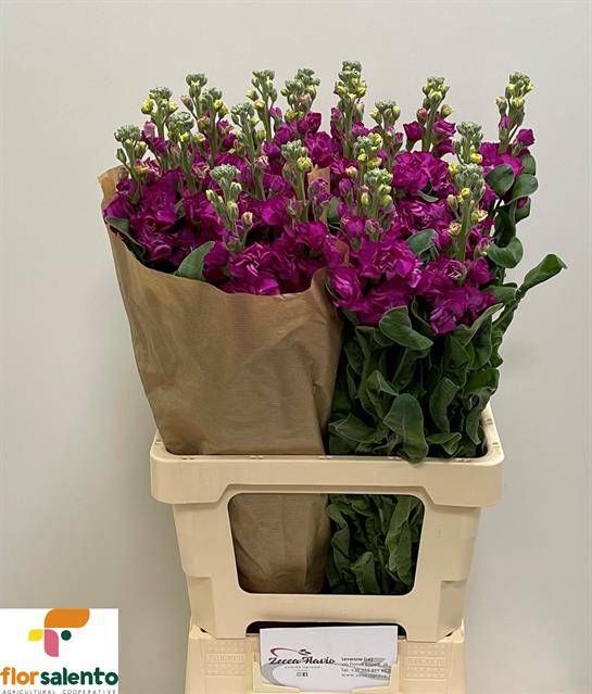 Маттиола од. Айрон Роуз 65, шт.