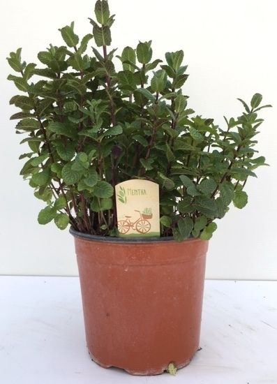 Mentha spicata Maroc, D 18