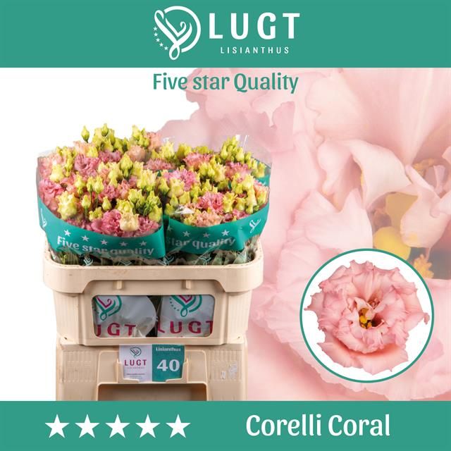 Эустома Корелли Корал 70 (сальм.), шт.