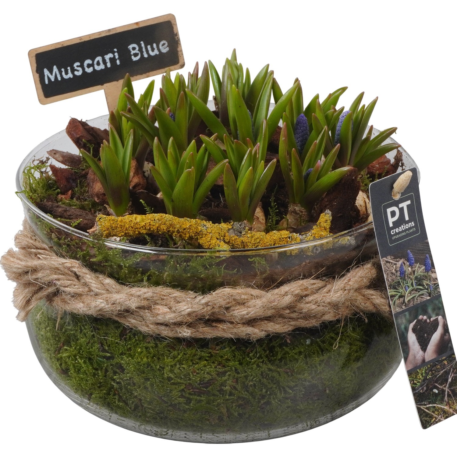 PTMB6335 Arrangement Muscari Blue in glasschaal met touw, D 19