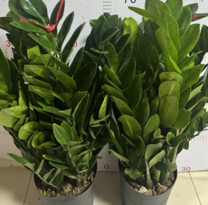 Замиокулькас 21 70