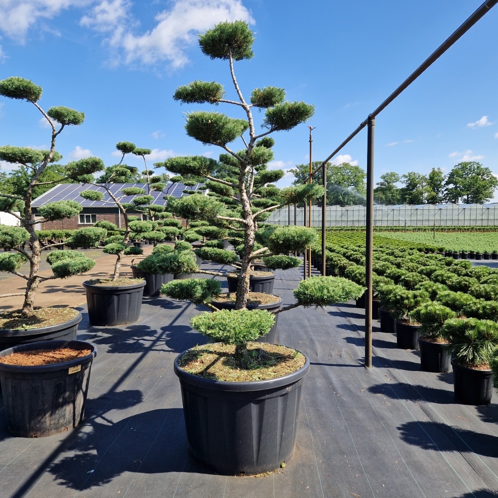 Juniperus media 'Pfitz. Compacta', D 85 cm