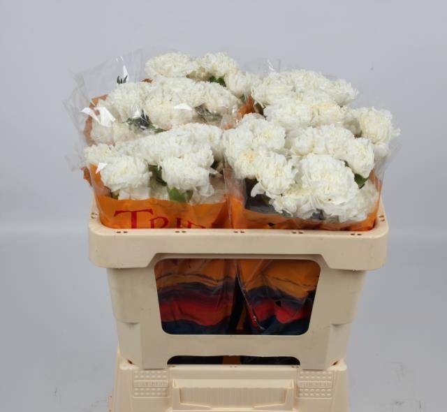 Диантус од. Наварро, шт.