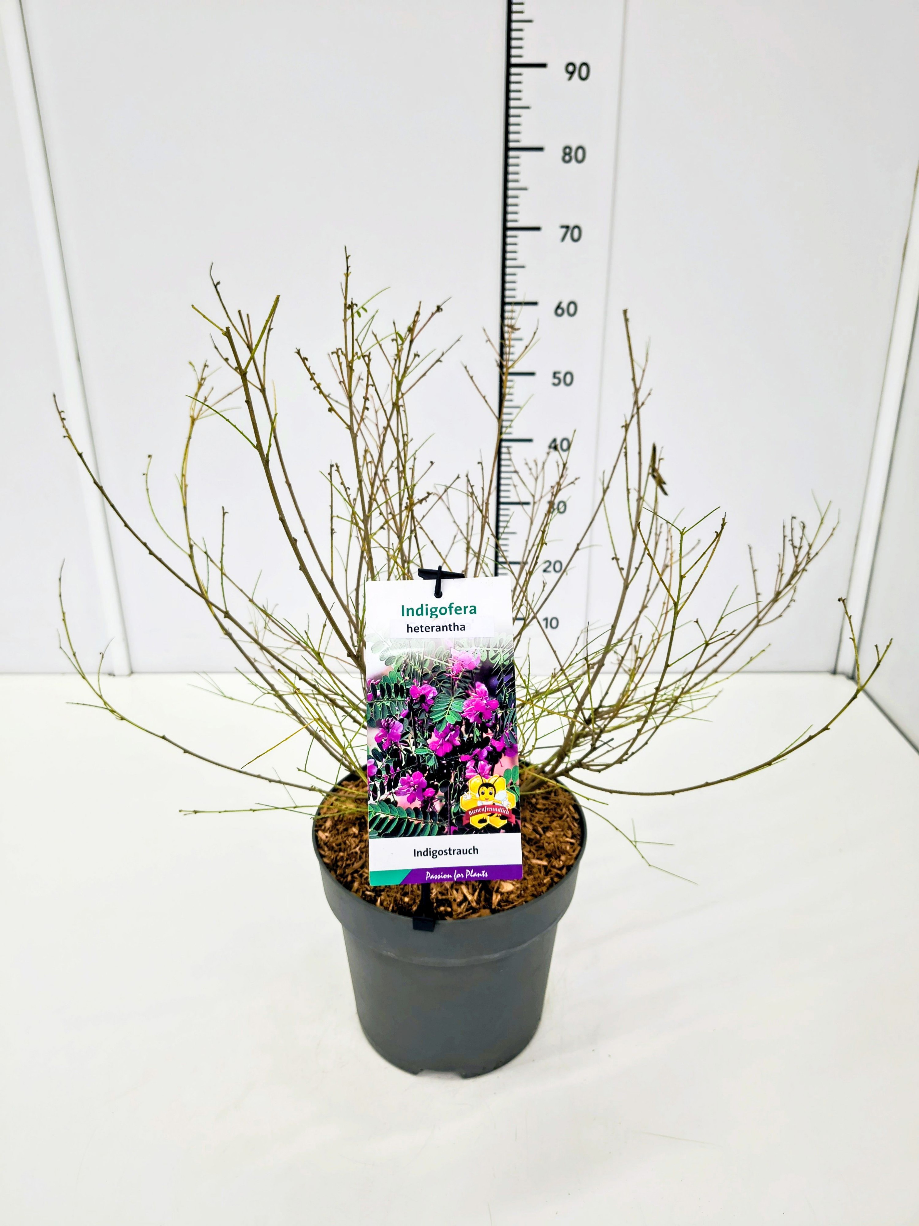 Indigofera heterantha 40-60C7, D 25