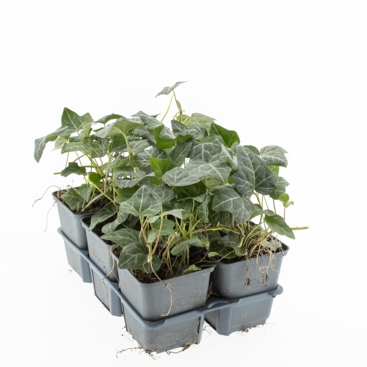 Hedera helix, 3-5 tak, D 9 cm