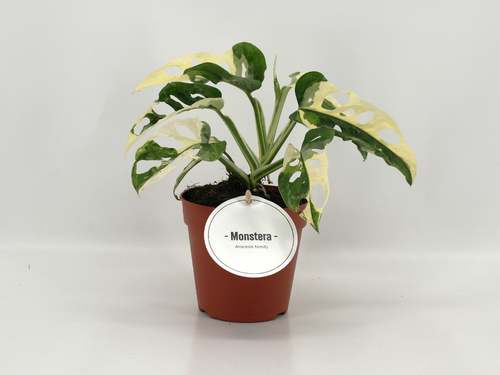 Monstera Adansonii Variegata, D 12 cm Monstera Adansonii Variegata, D 12 cm