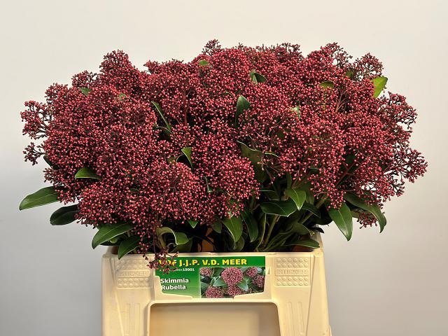 Скимия Рубелла за пучок 45 (красн.), пуч.