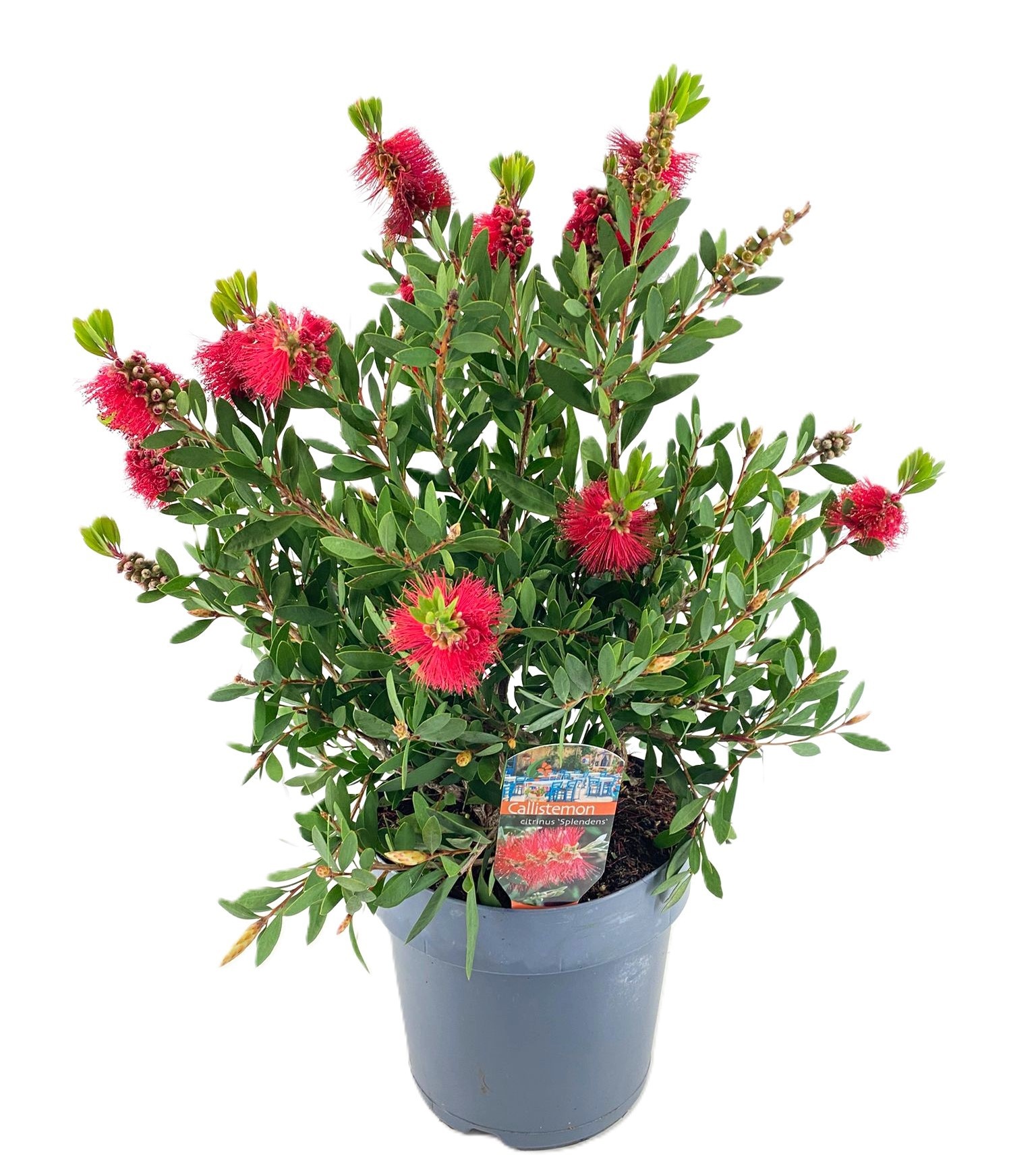 Callistemon laevis, D 21
