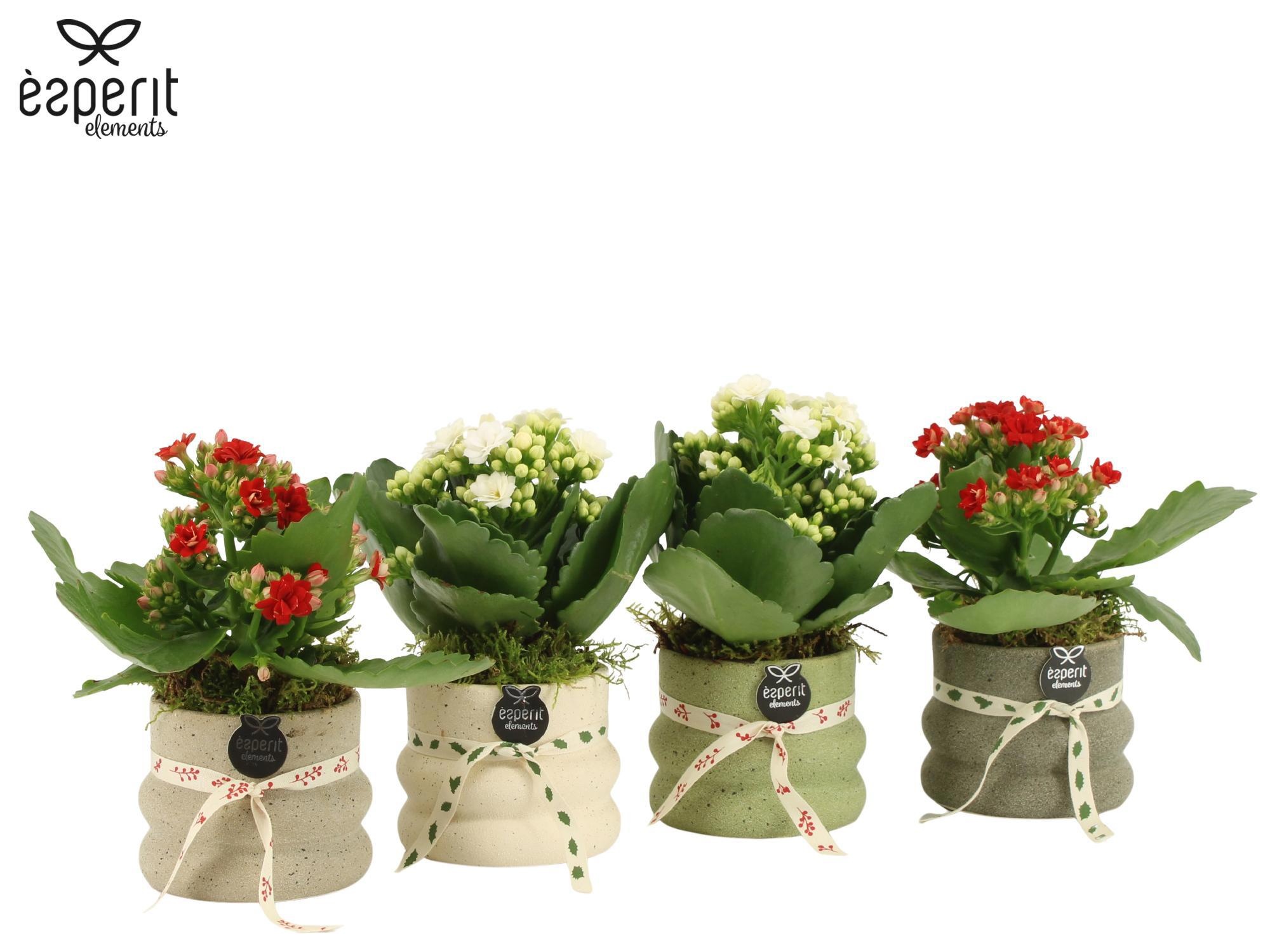 62103: X-mas arrangement, D 7