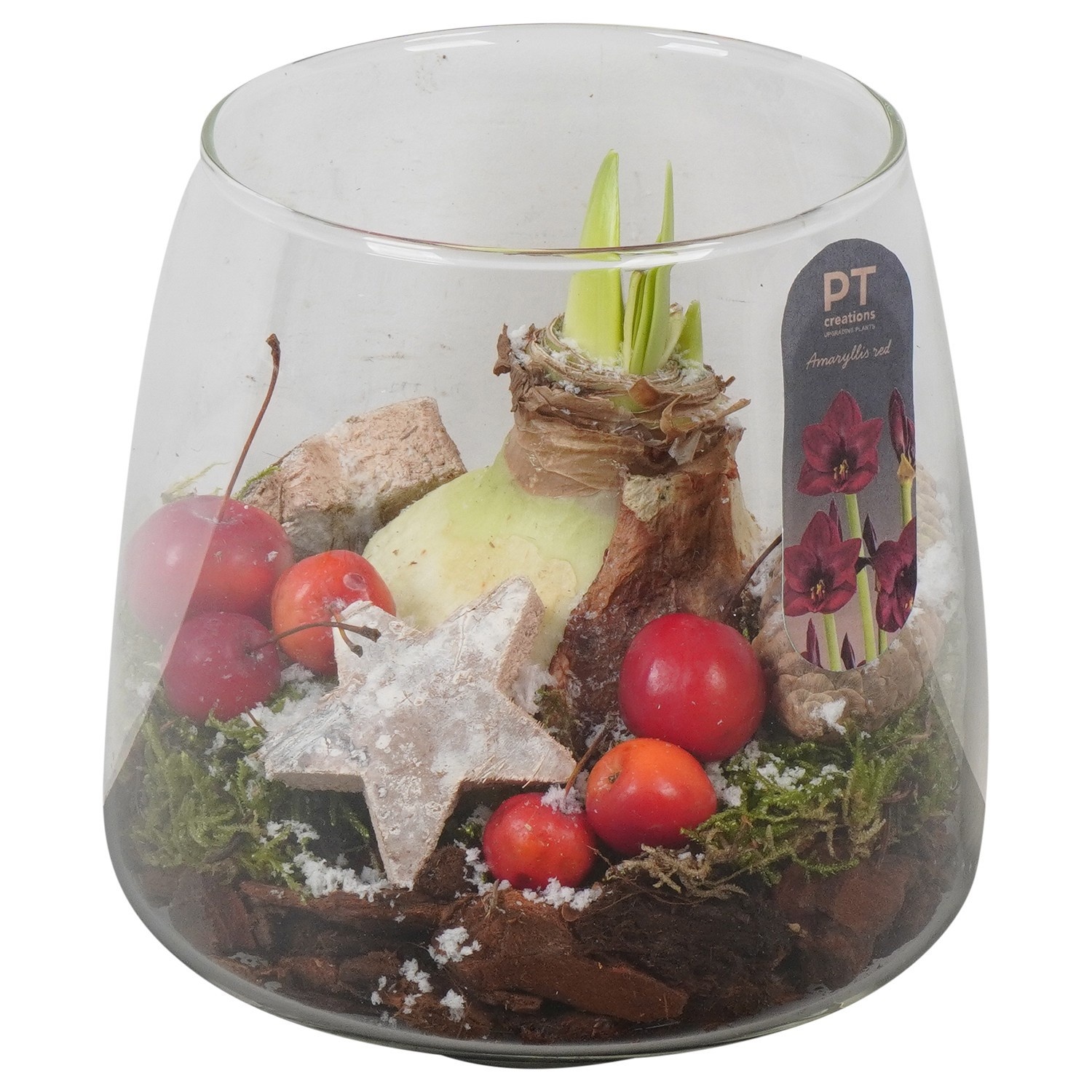 PTACH2446 Arrangement Amaryllis Christmas in glazen vaas, D 14