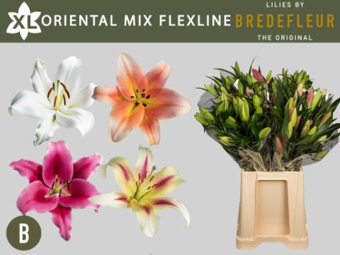 Лилия Ориенпет Овериг 75, шт.