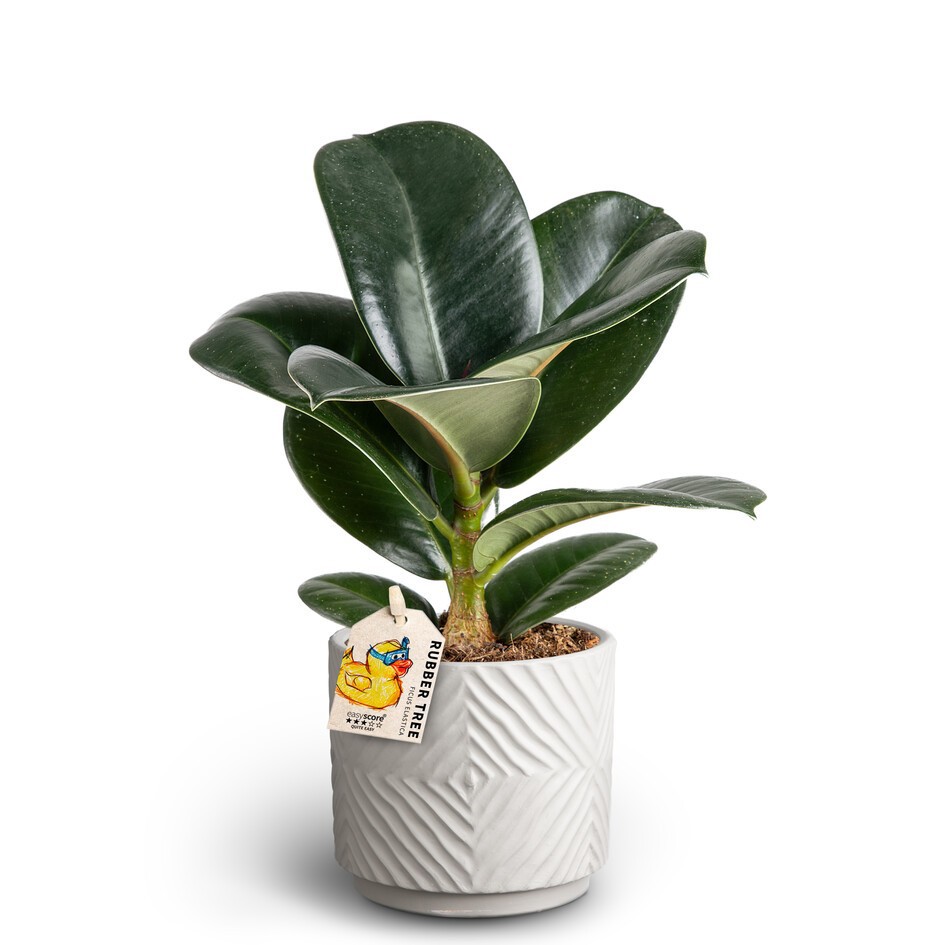 FICUS ELASTICA 'SOFIA ', D 10