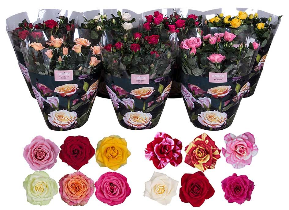 Nolina Roses Ø 23 cm Mix, D 23