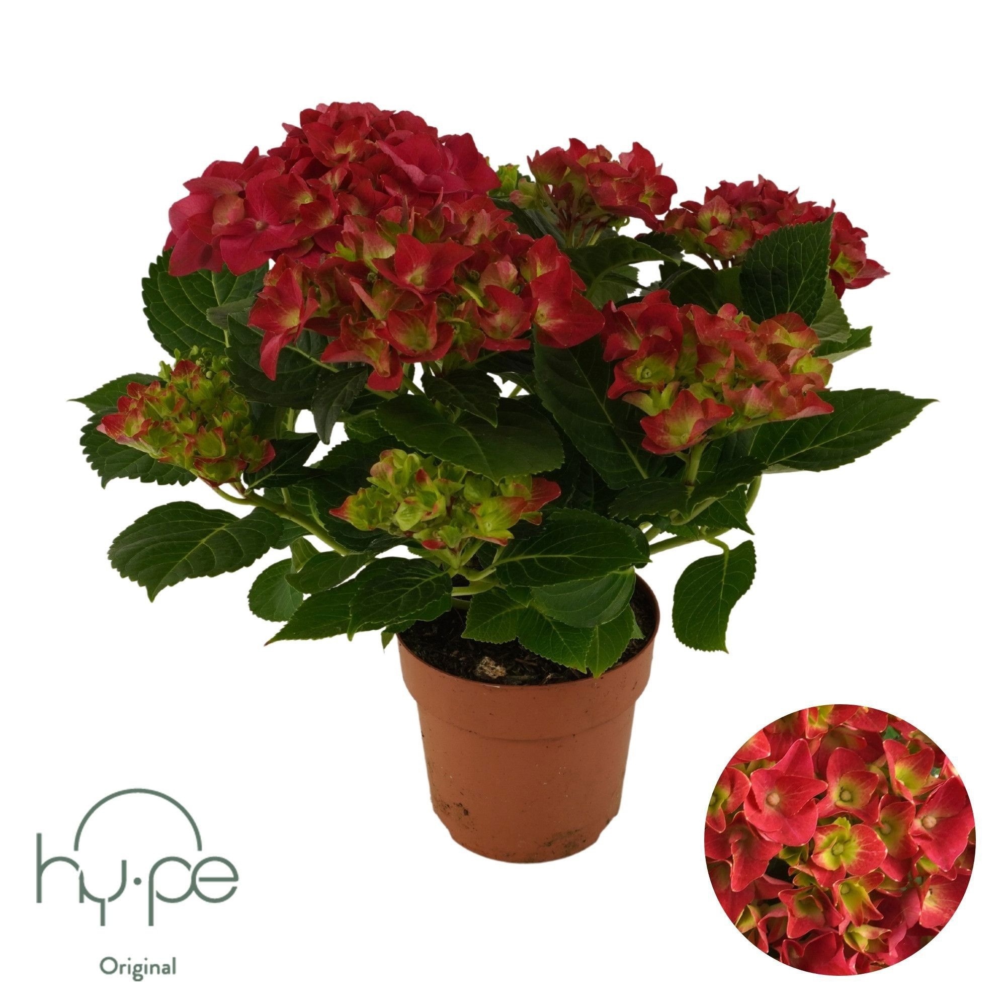 Hydrangea Mophead Red 7+ | Hy-pe Original, D 14