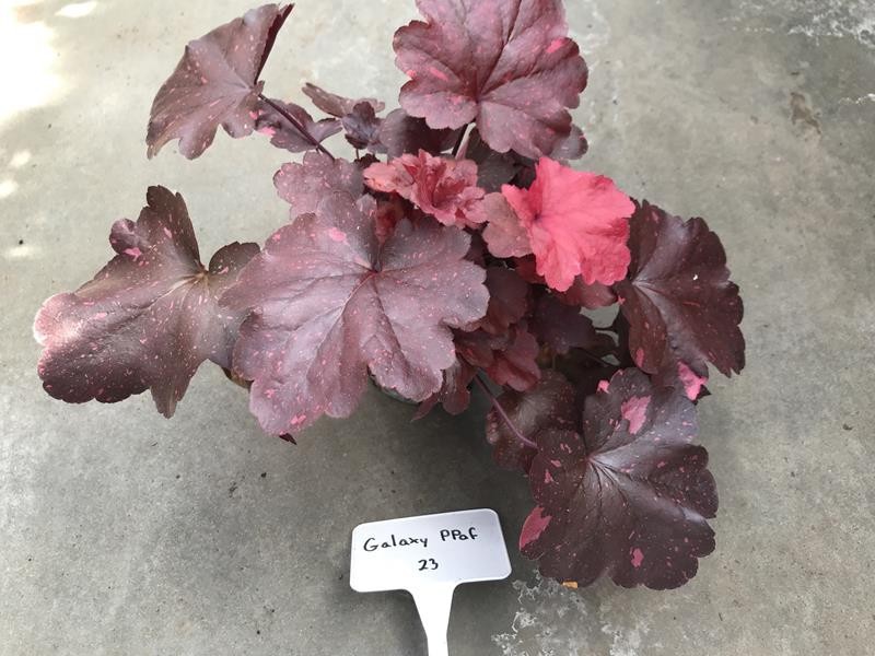 HEUCHERA-HYBRID 'GALAXY', D 12 cm