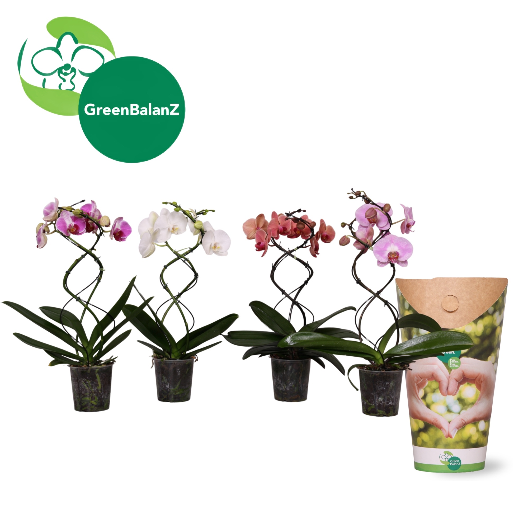 ShapeZ - TwisterZ Mix 2 tak 14+/50 in Potcover, D 12