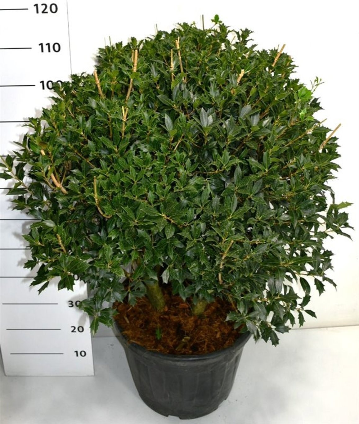 Osmanthus heterophyllus, D 40