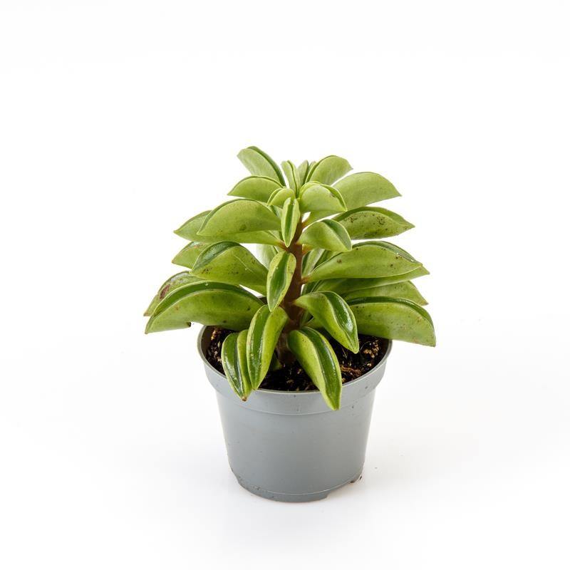 PEPEROMIA DOLABRIFORMIS, D 6