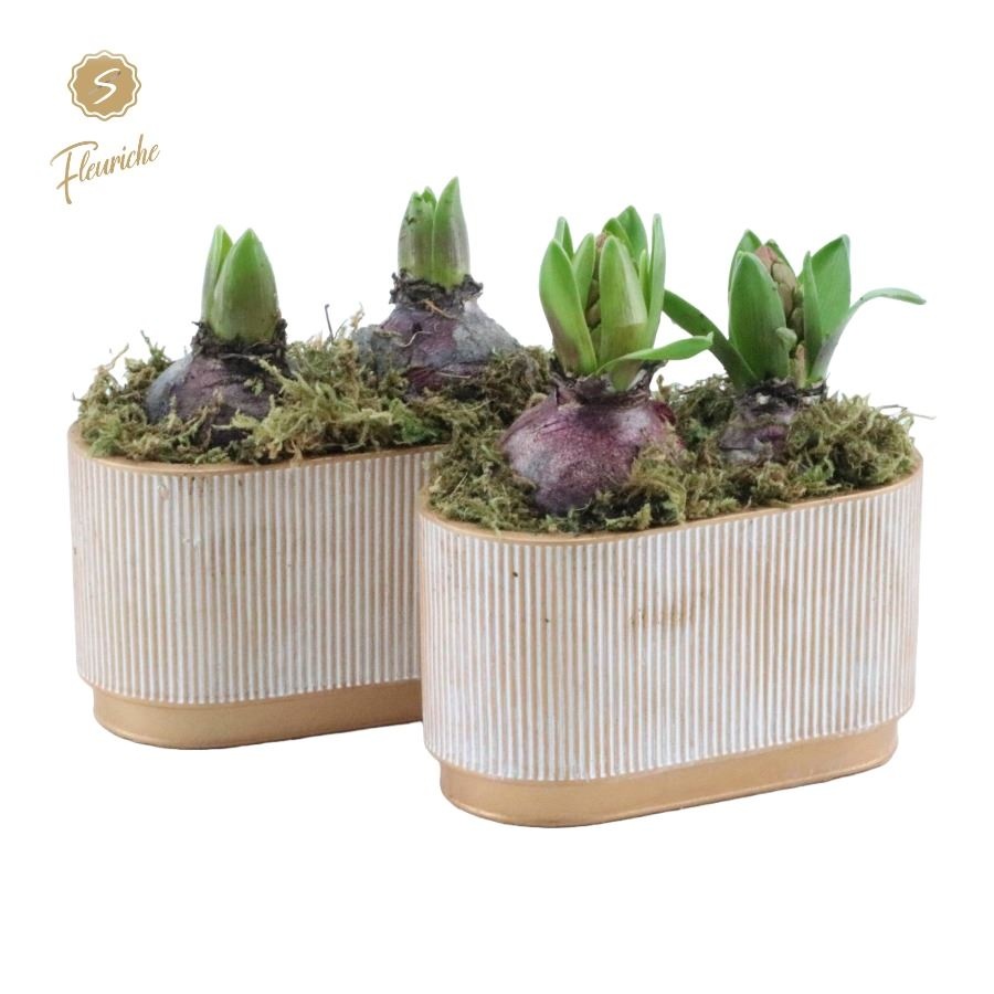 (2618) Hyacint Golden Pot [L] 2PP Mos, D 17 cm