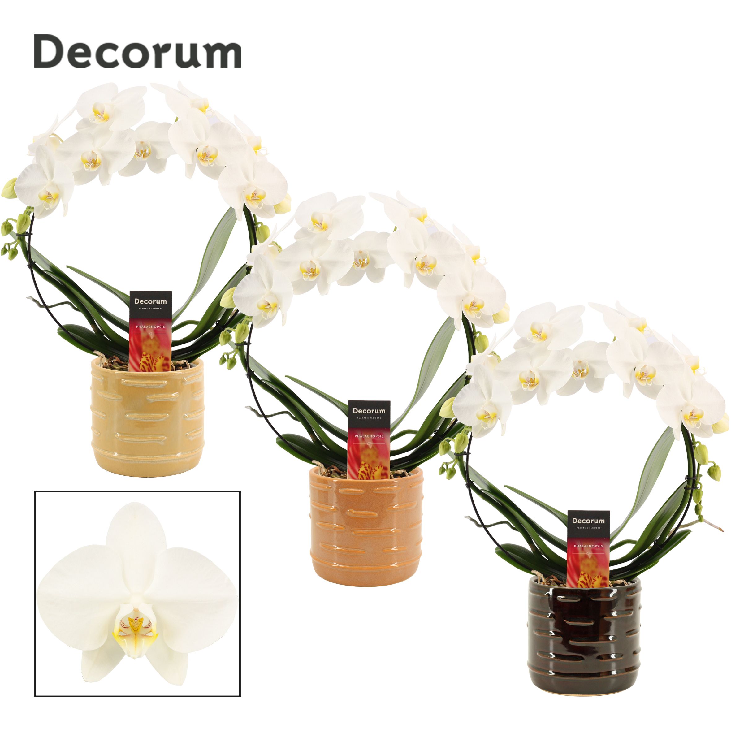 Phalaenopsis boog wit in Lois (Deco-collection), D 12