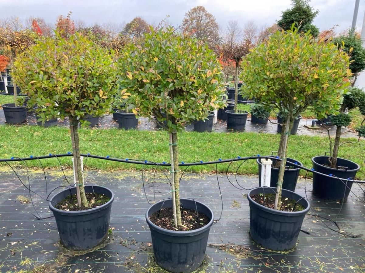 Ligustrum ovalifolium, D 65