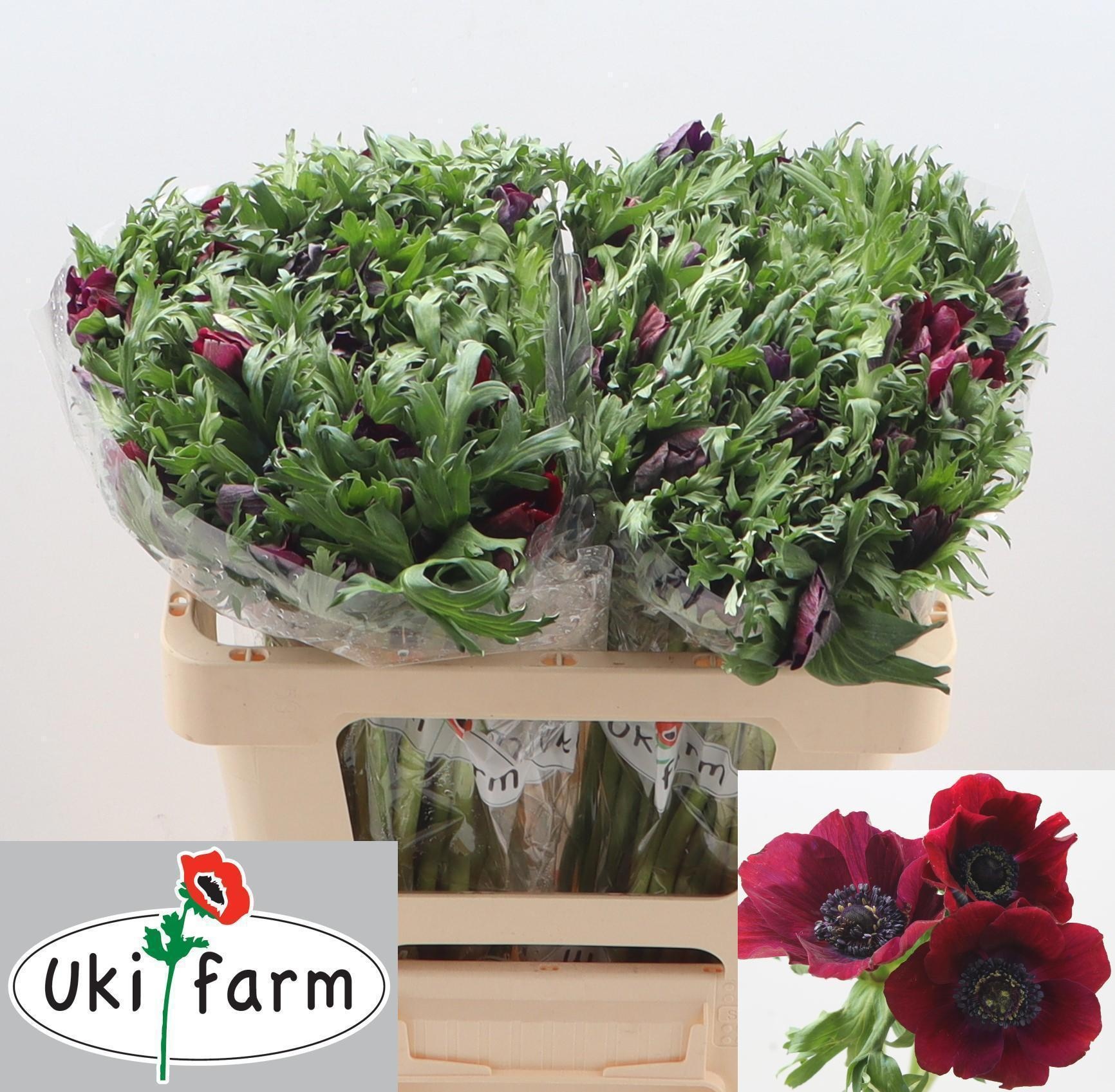 Анемон Галил Бордо 50 (бордо), шт.