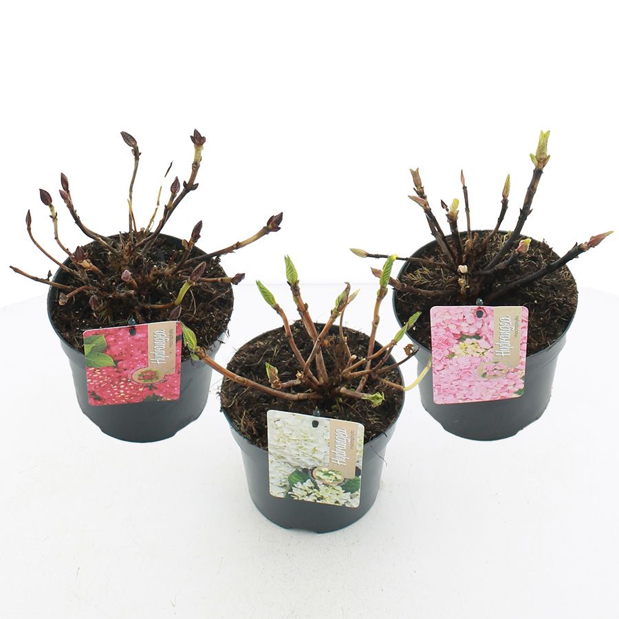 Hydrangea macr. / teller MIX C2 (17cm.), D 17