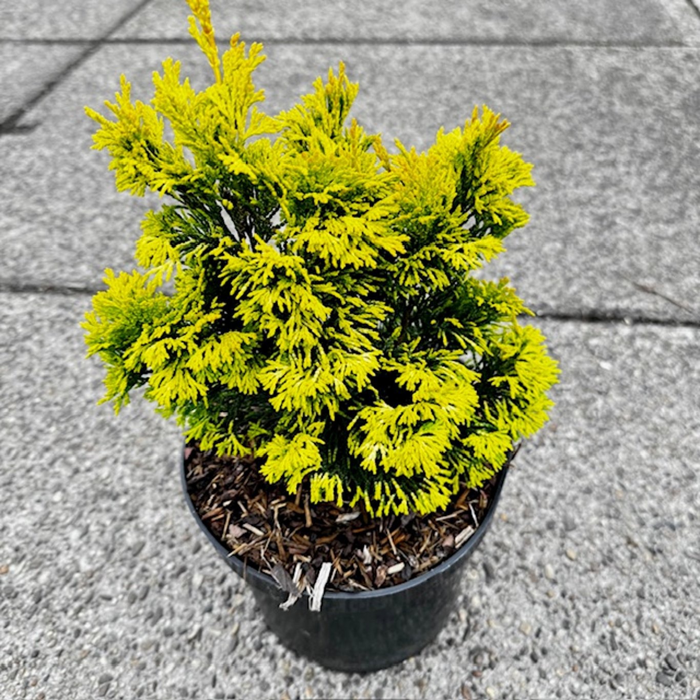 Chamaecyparis obt. 'Gold Post', D 19 cm